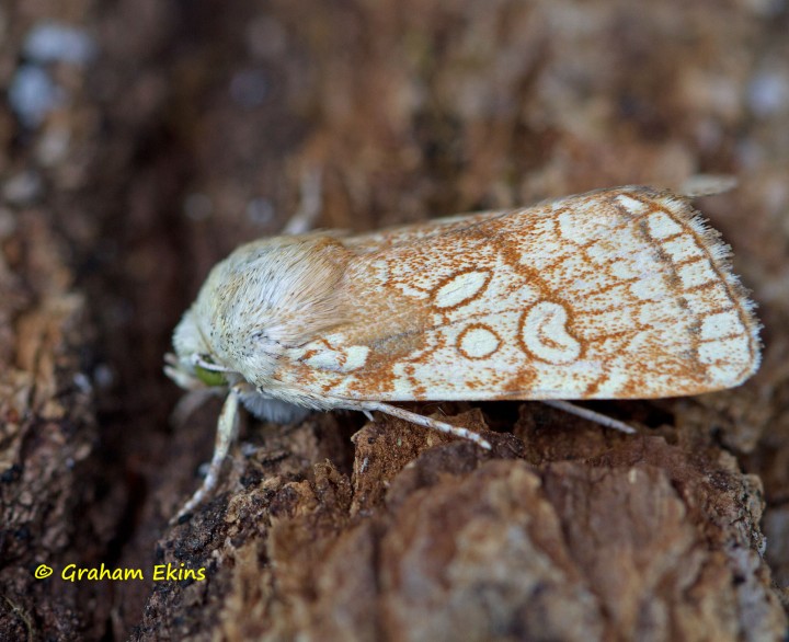 Heart Moth  Dicycla oo Copyright: Graham Ekins