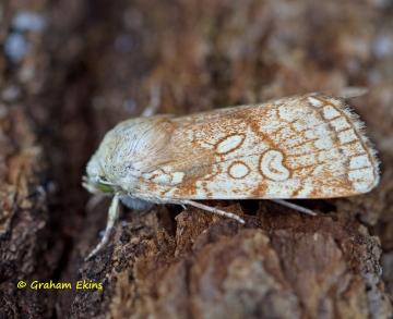 Heart Moth  Dicycla oo Copyright: Graham Ekins