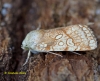 Heart Moth  Dicycla oo