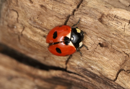Coccinella magnifica2 Copyright: Peter Harvey