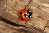 Coccinella magnifica2
