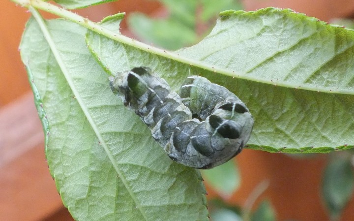 Melanchra persicariae Caterpillar green form Copyright: Peter Pearson