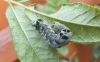 Melanchra persicariae Caterpillar green form Copyright: Peter Pearson