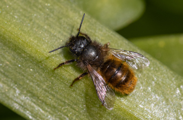 Osmia cornuta 27-04-2021 Copyright: Bill Crooks