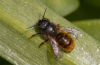 Osmia cornuta 27-04-2021