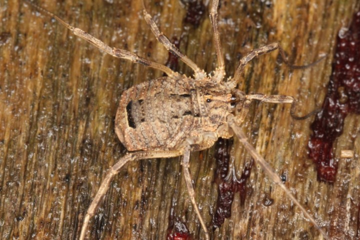 Odiellus spinosus female Copyright: Peter Harvey