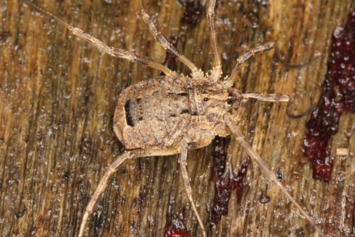 Odiellus spinosus female Copyright: Peter Harvey