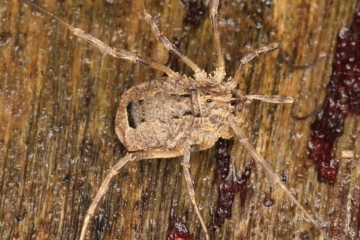 Odiellus spinosus female Copyright: Peter Harvey