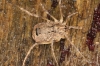Odiellus spinosus female 