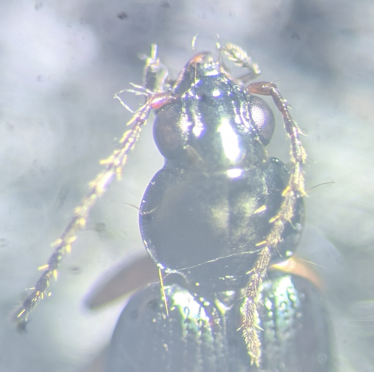 Bembidion biguttatum head Copyright: Robert Smith