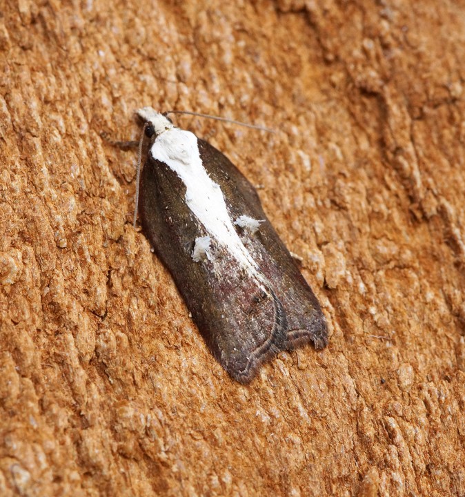 Acleris cristana 12 Copyright: Ben Sale