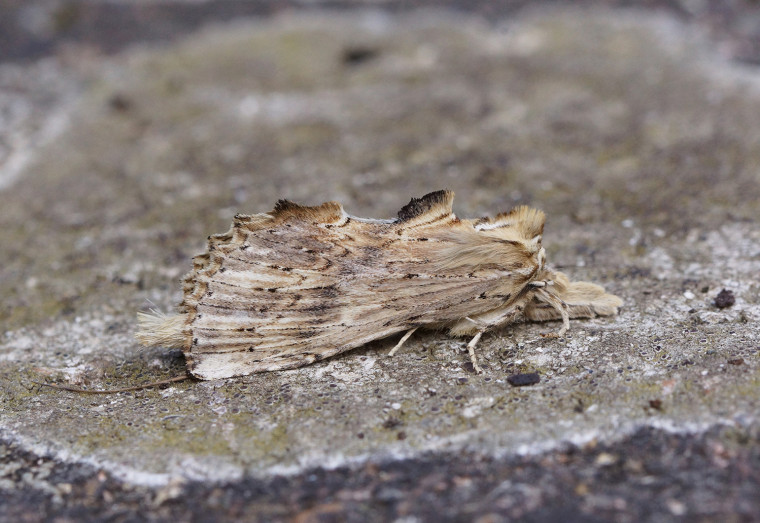 Pale Prominent 1 Copyright: Ben Sale