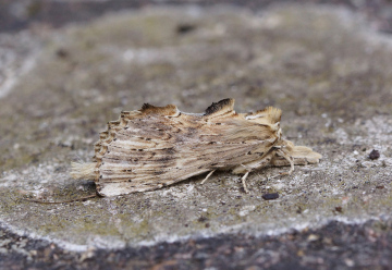 Pale Prominent 1 Copyright: Ben Sale