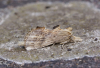 Pale Prominent 1 