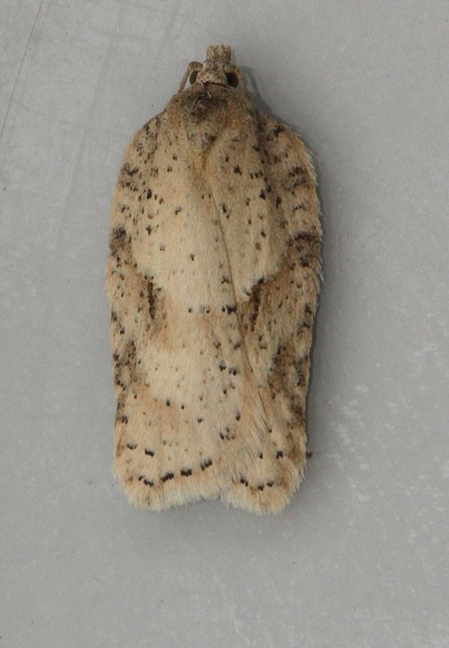 Acleris notana 3 Copyright: Graham Ekins