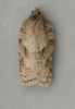 Acleris notana 3 Copyright: Graham Ekins