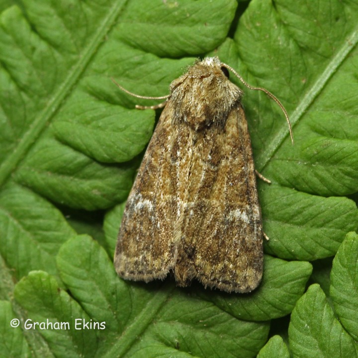 Mesoligia furuncula  Cloaked Minor 3 Copyright: Graham Ekins