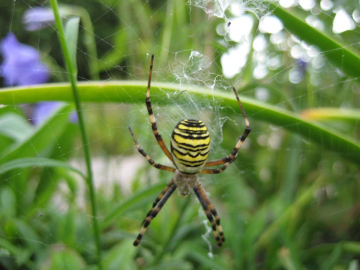 Wasp Spider Copyright: Penny Gillion