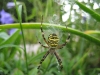 Wasp Spider 