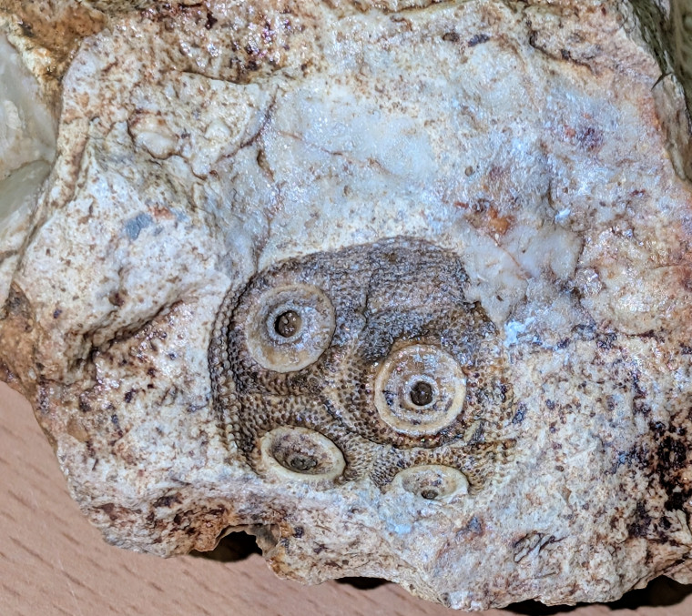 Cidarid sea urchin mould in flint Roxwell Quarry cleaned Copyright: Mike Daniels Collection