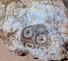 Cidarid sea urchin mould in flint Roxwell Quarry cleaned 