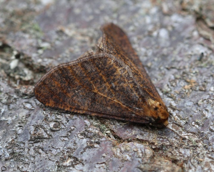 Mottled Umber  Erannis defoliaria 2 Copyright: Graham Ekins