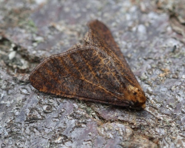 Mottled Umber  Erannis defoliaria 2 Copyright: Graham Ekins