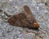 Mottled Umber  Erannis defoliaria 2