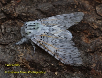 Puss Moth  Cerura vinula 1 Copyright: Graham Ekins