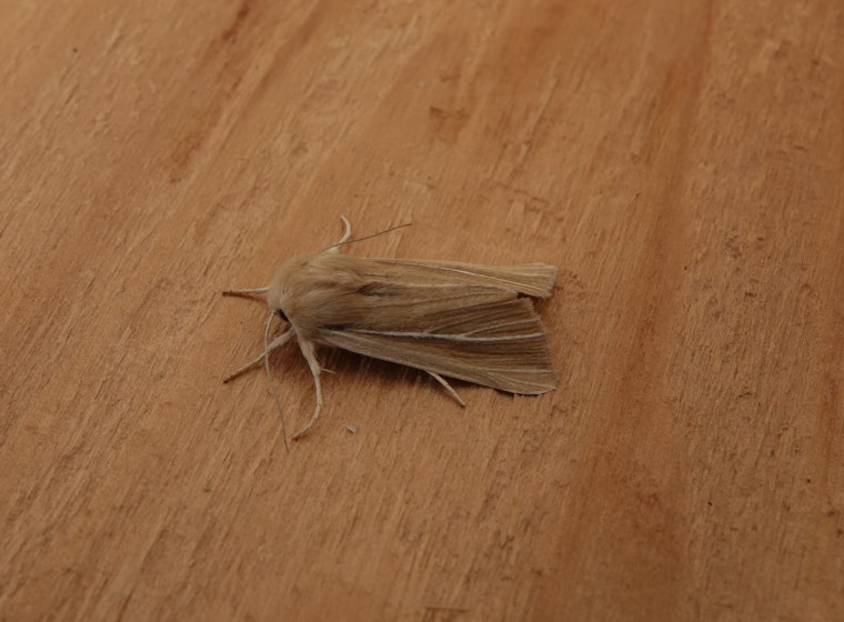 Shore Wainscot Mythimna litoralis 2 Copyright: Cindy Lawes