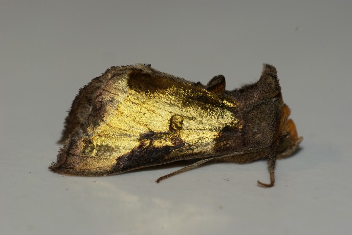 Burnished Brass aberration Copyright: Ben Sale