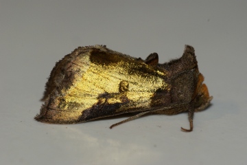 Burnished Brass aberration Copyright: Ben Sale