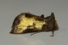 Burnished Brass aberration