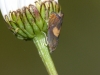 Dichrorampha alpinana 