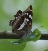 female ovipositing 17-07-2011 Copyright: Robert Smith