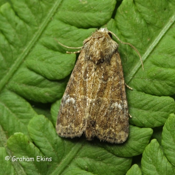 Mesoligia furuncula  Cloaked Minor 2 Copyright: Graham Ekins