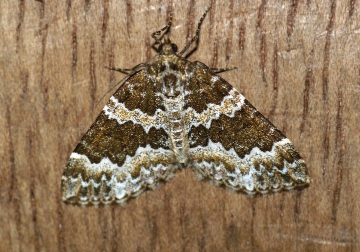 Broken-barred Carpet Copyright: Ben Sale