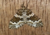 Broken-barred Carpet