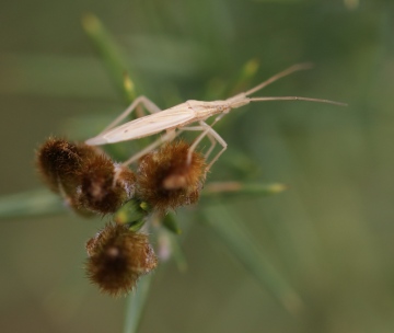 Stenodema laevigata Copyright: Robert Smith