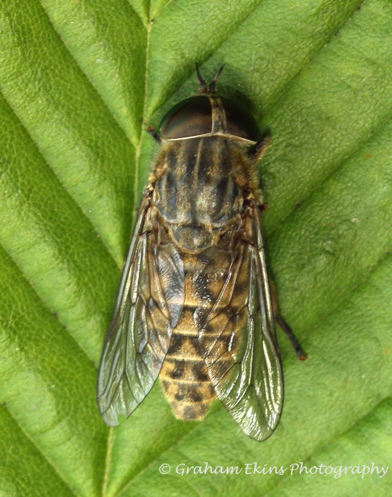 Tabanus bromius (Band-eyed Brown Horsefly) female Copyright: Graham Ekins