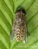 Tabanus bromius (Band-eyed Brown Horsefly) female 
