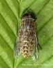 Tabanus bromius (Band-eyed Brown Horsefly) female