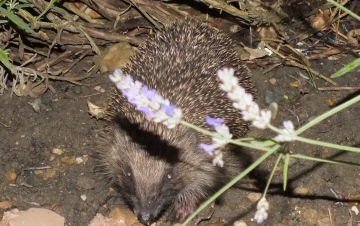 Hedgehog feeds in garden every night Copyright: Peter Pearson