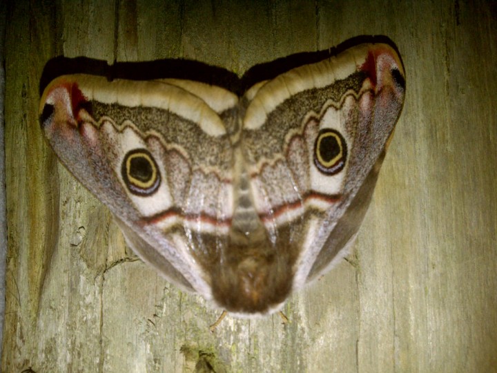 Emperor Moth Copyright: Graham Smith