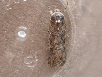 Small Mottled Willow 4 Copyright: Clive Atkins