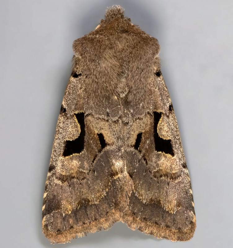 Hebrew Character 24-03-2021 Copyright: Bill Crooks