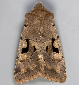 Hebrew Character 24-03-2021 Copyright: Bill Crooks