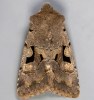 Hebrew Character 24-03-2021 Copyright: Bill Crooks