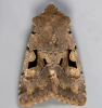 Hebrew Character 24-03-2021