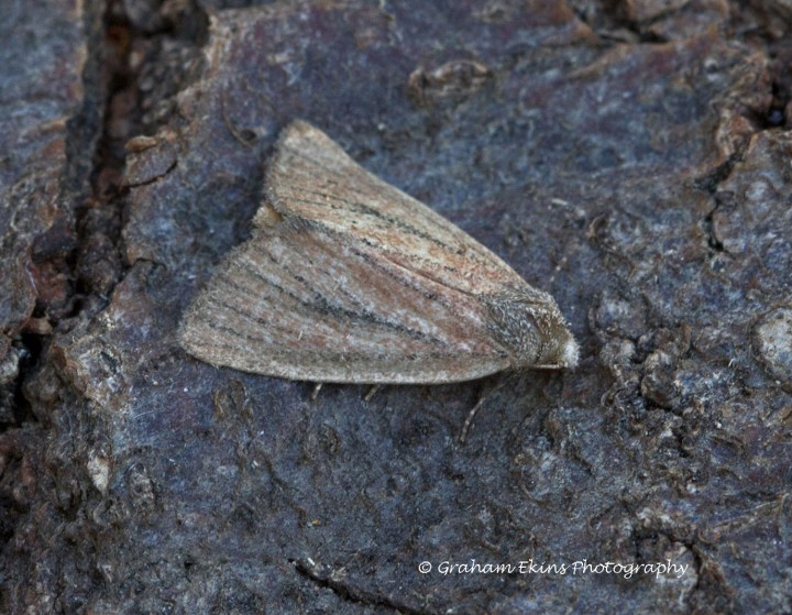 Small Rufous  Coenobia rufa Copyright: Graham Ekins